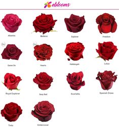 the different types of roses are shown in this image, including red and pink flowers