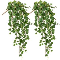 two branches with green leaves hanging from them