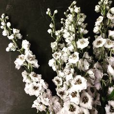 some white flowers on a black background