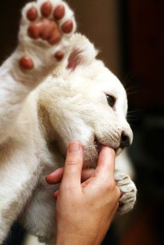 a white cat being petted by someone with its paw on it's head