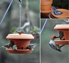 two pictures of birds on a bird feeder