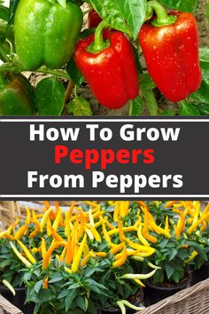 how to grow peppers from the ground up