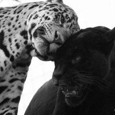 a black and white photo of a leopard and a jaguar in front of the camera