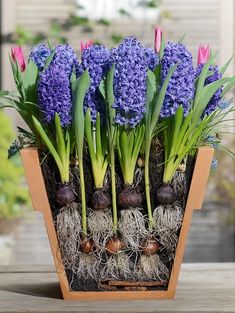 purple flowers are in a wooden container on a table with grass and other plants around it