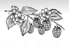 black and white drawing of raspberries on a branch with leaves stock photo image