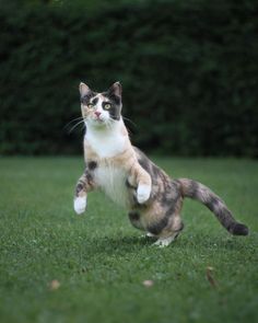 a cat that is standing on its hind legs in the grass with it's front paws up