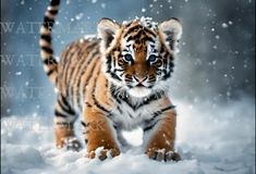 a baby tiger walking through the snow with it's front paws in the air