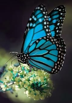 a blue butterfly sitting on top of a flower