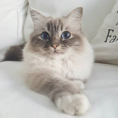 a grey and white cat laying on top of a bed next to pillows with blue eyes