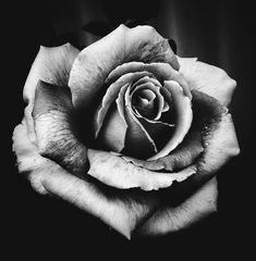 a black and white photo of a rose