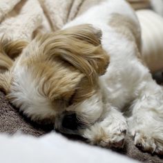 a small brown and white dog laying on top of a bed next to a blanket