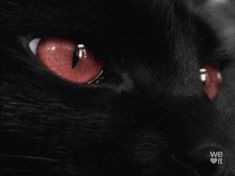 a black cat with red eyes looking at the camera while it's close up