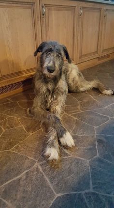 a dog is sitting on the kitchen floor