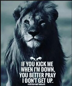 a lion with the quote if you kick me when i'm down, you better pray