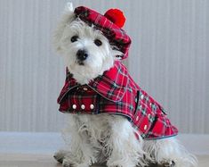 a small white dog wearing a red plaid coat