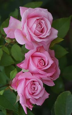 three pink roses with green leaves in the background