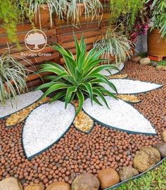 a plant is in the middle of some rocks and gravel with plants growing out of it