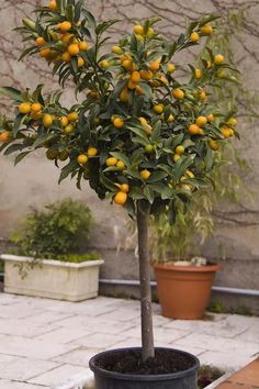 an orange tree with lots of fruit on it's branches in a potted planter