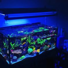 an aquarium is lit up in the dark