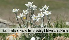 white flowers growing in the grass with text tips tricks & hacks for growing edelweiss at home