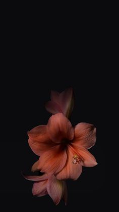 Flowers With Black Background, Flower Lockscreen, Wallpaper Iphone Ios7, Xiaomi Wallpapers, Nothing But Flowers, Beautiful Wallpapers Backgrounds, Edgy Wallpaper