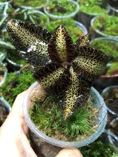 a person holding up a small potted plant with moss growing on it's side