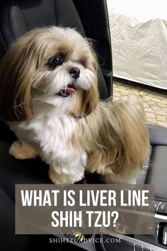 Liver line Shih Tzu Liver Shih Tzu, Toy Shih Tzu, Shih Tzu Clothes, Miniature Shih Tzu, Shih Tzu Training, Teacup Shih Tzu, Imperial Shih Tzu