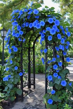 blue flowers are growing on the side of a black metal arbor in a park setting