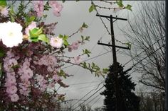 pink flowers are blooming on the branches of trees in front of an electric pole