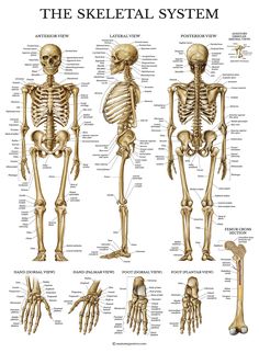 the skeletal system is shown in this poster, and it shows different types of bones