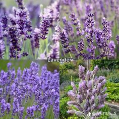 lavender flowers in different stages of blooming, and the same color as they appear