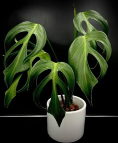 a potted plant sitting on top of a table next to a tweet