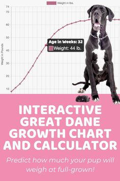 a black dog sitting on top of a pink and white background with the text interactive great dane growth chart and calculator