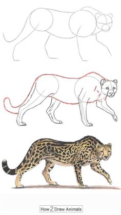 how to draw a cheetah and leopard step by step drawing instructions for kids