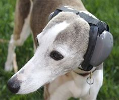 a close up of a dog wearing a muzzle on its head with grass in the background