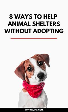 a dog wearing a red bandana with the words, 8 ways to help animal shelters without