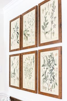 four framed botanical prints hang on the wall