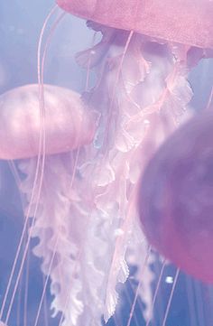 some jellyfish are swimming in the water