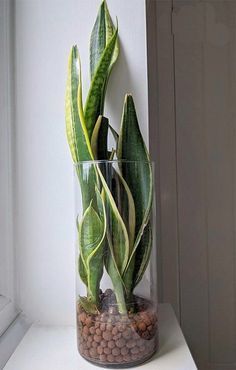 a glass vase filled with plants on top of a window sill