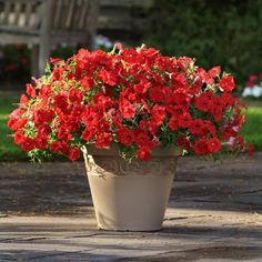 a potted plant with red flowers sitting on the ground in front of a bench