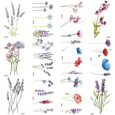 an image of flowers and butterflies on a white background with the words lavender written in english