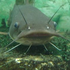 an image of a fish that is looking at the camera with caption below it