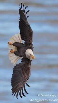 an eagle flying in the air with its wings spread