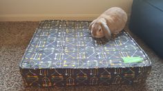 a rabbit sitting on top of an ottoman