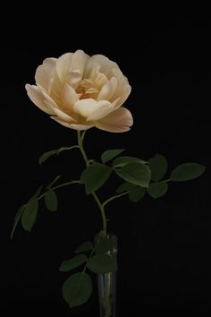 a single white rose in a glass vase on a black background with green leaves and stems