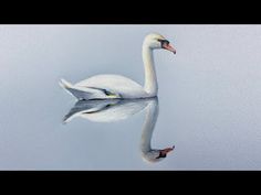 a white swan floating on top of water with its reflection in it's body