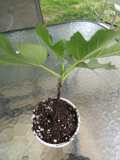 a potted plant sitting on top of a glass table covered in dirt and leaves