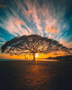 two people standing under a large tree at sunset on the beach with their backs to the camera