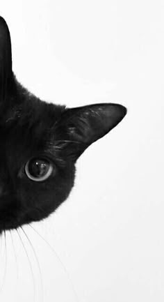 a black and white photo of a cat's face looking at the camera with one eye open