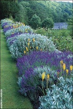 a long row of purple and yellow flowers next to a lush green field with trees in the background